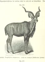 An illustration from Unser Wissen von der Erde. Allgemeine Erdkunde und Länderkunde, herausgegeben unter fachmännischer Mitwirkung von A. Kirchhoff (1886)