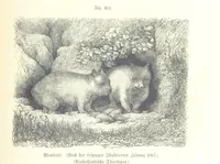 An illustration from Unser Wissen von der Erde. Allgemeine Erdkunde und Länderkunde, herausgegeben unter fachmännischer Mitwirkung von A. Kirchhoff (1886)