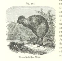 Picture 406 of 497 from Unser Wissen von der Erde. Allgemeine Erdkunde und Länderkunde, herausgegeben unter fachmännischer Mitwirkung von A. Kirchhoff (1886), leaf 1068