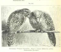 An illustration from Unser Wissen von der Erde. Allgemeine Erdkunde und Länderkunde, herausgegeben unter fachmännischer Mitwirkung von A. Kirchhoff (1886)