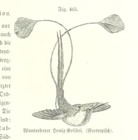 An illustration from Unser Wissen von der Erde. Allgemeine Erdkunde und Länderkunde, herausgegeben unter fachmännischer Mitwirkung von A. Kirchhoff (1886)