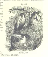 An illustration from Unser Wissen von der Erde. Allgemeine Erdkunde und Länderkunde, herausgegeben unter fachmännischer Mitwirkung von A. Kirchhoff (1886)