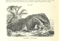 An illustration from Unser Wissen von der Erde. Allgemeine Erdkunde und Länderkunde, herausgegeben unter fachmännischer Mitwirkung von A. Kirchhoff (1886)