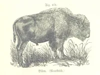 An illustration from Unser Wissen von der Erde. Allgemeine Erdkunde und Länderkunde, herausgegeben unter fachmännischer Mitwirkung von A. Kirchhoff (1886)