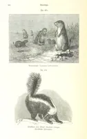 An illustration from Unser Wissen von der Erde. Allgemeine Erdkunde und Länderkunde, herausgegeben unter fachmännischer Mitwirkung von A. Kirchhoff (1886)