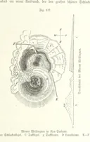 Picture 128 of 497 from Unser Wissen von der Erde. Allgemeine Erdkunde und Länderkunde, herausgegeben unter fachmännischer Mitwirkung von A. Kirchhoff (1886), leaf 435