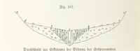 Picture 151 of 497 from Unser Wissen von der Erde. Allgemeine Erdkunde und Länderkunde, herausgegeben unter fachmännischer Mitwirkung von A. Kirchhoff (1886), leaf 518