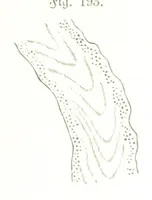 An illustration from Unser Wissen von der Erde. Allgemeine Erdkunde und Länderkunde, herausgegeben unter fachmännischer Mitwirkung von A. Kirchhoff (1886)