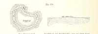 An illustration from Unser Wissen von der Erde. Allgemeine Erdkunde und Länderkunde, herausgegeben unter fachmännischer Mitwirkung von A. Kirchhoff (1886)