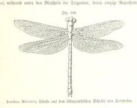Picture 213 of 497 from Unser Wissen von der Erde. Allgemeine Erdkunde und Länderkunde, herausgegeben unter fachmännischer Mitwirkung von A. Kirchhoff (1886), leaf 677