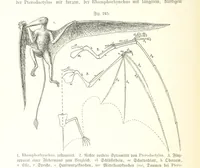 An illustration from Unser Wissen von der Erde. Allgemeine Erdkunde und Länderkunde, herausgegeben unter fachmännischer Mitwirkung von A. Kirchhoff (1886)