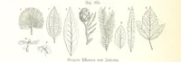 Picture 222 of 497 from Unser Wissen von der Erde. Allgemeine Erdkunde und Länderkunde, herausgegeben unter fachmännischer Mitwirkung von A. Kirchhoff (1886), leaf 704