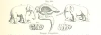 Picture 223 of 497 from Unser Wissen von der Erde. Allgemeine Erdkunde und Länderkunde, herausgegeben unter fachmännischer Mitwirkung von A. Kirchhoff (1886), leaf 705