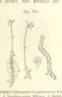Picture 240 of 497 from Unser Wissen von der Erde. Allgemeine Erdkunde und Länderkunde, herausgegeben unter fachmännischer Mitwirkung von A. Kirchhoff (1886), leaf 769