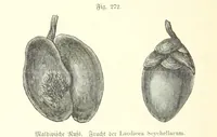 Picture 242 of 497 from Unser Wissen von der Erde. Allgemeine Erdkunde und Länderkunde, herausgegeben unter fachmännischer Mitwirkung von A. Kirchhoff (1886), leaf 770