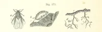 An illustration from Unser Wissen von der Erde. Allgemeine Erdkunde und Länderkunde, herausgegeben unter fachmännischer Mitwirkung von A. Kirchhoff (1886)