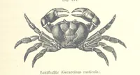 An illustration from Unser Wissen von der Erde. Allgemeine Erdkunde und Länderkunde, herausgegeben unter fachmännischer Mitwirkung von A. Kirchhoff (1886)