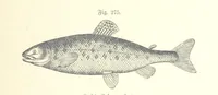 An illustration from Unser Wissen von der Erde. Allgemeine Erdkunde und Länderkunde, herausgegeben unter fachmännischer Mitwirkung von A. Kirchhoff (1886)