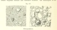 Picture 246 of 497 from Unser Wissen von der Erde. Allgemeine Erdkunde und Länderkunde, herausgegeben unter fachmännischer Mitwirkung von A. Kirchhoff (1886), leaf 780