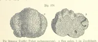 Picture 247 of 497 from Unser Wissen von der Erde. Allgemeine Erdkunde und Länderkunde, herausgegeben unter fachmännischer Mitwirkung von A. Kirchhoff (1886), leaf 783