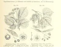 Picture 248 of 497 from Unser Wissen von der Erde. Allgemeine Erdkunde und Länderkunde, herausgegeben unter fachmännischer Mitwirkung von A. Kirchhoff (1886), leaf 785