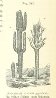An illustration from Unser Wissen von der Erde. Allgemeine Erdkunde und Länderkunde, herausgegeben unter fachmännischer Mitwirkung von A. Kirchhoff (1886)