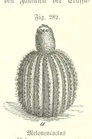 Picture 250 of 497 from Unser Wissen von der Erde. Allgemeine Erdkunde und Länderkunde, herausgegeben unter fachmännischer Mitwirkung von A. Kirchhoff (1886), leaf 788