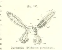 An illustration from Unser Wissen von der Erde. Allgemeine Erdkunde und Länderkunde, herausgegeben unter fachmännischer Mitwirkung von A. Kirchhoff (1886)