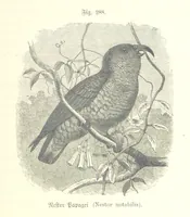 An illustration from Unser Wissen von der Erde. Allgemeine Erdkunde und Länderkunde, herausgegeben unter fachmännischer Mitwirkung von A. Kirchhoff (1886)