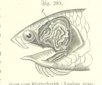 An illustration from Unser Wissen von der Erde. Allgemeine Erdkunde und Länderkunde, herausgegeben unter fachmännischer Mitwirkung von A. Kirchhoff (1886)