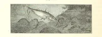 An illustration from Unser Wissen von der Erde. Allgemeine Erdkunde und Länderkunde, herausgegeben unter fachmännischer Mitwirkung von A. Kirchhoff (1886)