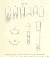 Picture 258 of 497 from Unser Wissen von der Erde. Allgemeine Erdkunde und Länderkunde, herausgegeben unter fachmännischer Mitwirkung von A. Kirchhoff (1886), leaf 799