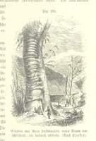 An illustration from Unser Wissen von der Erde. Allgemeine Erdkunde und Länderkunde, herausgegeben unter fachmännischer Mitwirkung von A. Kirchhoff (1886)