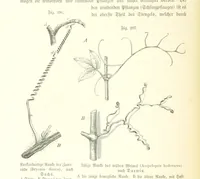 An illustration from Unser Wissen von der Erde. Allgemeine Erdkunde und Länderkunde, herausgegeben unter fachmännischer Mitwirkung von A. Kirchhoff (1886)