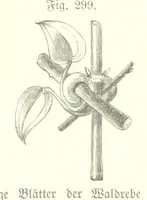An illustration from Unser Wissen von der Erde. Allgemeine Erdkunde und Länderkunde, herausgegeben unter fachmännischer Mitwirkung von A. Kirchhoff (1886)