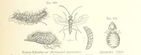 An illustration from Unser Wissen von der Erde. Allgemeine Erdkunde und Länderkunde, herausgegeben unter fachmännischer Mitwirkung von A. Kirchhoff (1886)