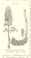 An illustration from Unser Wissen von der Erde. Allgemeine Erdkunde und Länderkunde, herausgegeben unter fachmännischer Mitwirkung von A. Kirchhoff (1886)