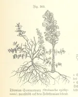 An illustration from Unser Wissen von der Erde. Allgemeine Erdkunde und Länderkunde, herausgegeben unter fachmännischer Mitwirkung von A. Kirchhoff (1886)