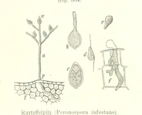 Picture 268 of 497 from Unser Wissen von der Erde. Allgemeine Erdkunde und Länderkunde, herausgegeben unter fachmännischer Mitwirkung von A. Kirchhoff (1886), leaf 811