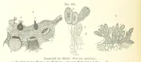 An illustration from Unser Wissen von der Erde. Allgemeine Erdkunde und Länderkunde, herausgegeben unter fachmännischer Mitwirkung von A. Kirchhoff (1886)