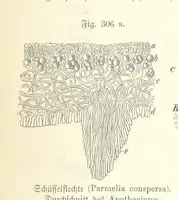 Picture 271 of 497 from Unser Wissen von der Erde. Allgemeine Erdkunde und Länderkunde, herausgegeben unter fachmännischer Mitwirkung von A. Kirchhoff (1886), leaf 813