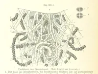 An illustration from Unser Wissen von der Erde. Allgemeine Erdkunde und Länderkunde, herausgegeben unter fachmännischer Mitwirkung von A. Kirchhoff (1886)