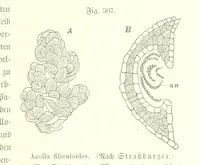 An illustration from Unser Wissen von der Erde. Allgemeine Erdkunde und Länderkunde, herausgegeben unter fachmännischer Mitwirkung von A. Kirchhoff (1886)