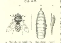 An illustration from Unser Wissen von der Erde. Allgemeine Erdkunde und Länderkunde, herausgegeben unter fachmännischer Mitwirkung von A. Kirchhoff (1886)