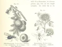 An illustration from Unser Wissen von der Erde. Allgemeine Erdkunde und Länderkunde, herausgegeben unter fachmännischer Mitwirkung von A. Kirchhoff (1886)