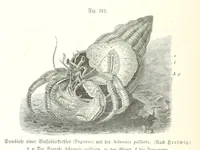 An illustration from Unser Wissen von der Erde. Allgemeine Erdkunde und Länderkunde, herausgegeben unter fachmännischer Mitwirkung von A. Kirchhoff (1886)
