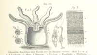 An illustration from Unser Wissen von der Erde. Allgemeine Erdkunde und Länderkunde, herausgegeben unter fachmännischer Mitwirkung von A. Kirchhoff (1886)