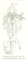 An illustration from Unser Wissen von der Erde. Allgemeine Erdkunde und Länderkunde, herausgegeben unter fachmännischer Mitwirkung von A. Kirchhoff (1886)