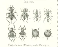 An illustration from Unser Wissen von der Erde. Allgemeine Erdkunde und Länderkunde, herausgegeben unter fachmännischer Mitwirkung von A. Kirchhoff (1886)