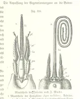 An illustration from Unser Wissen von der Erde. Allgemeine Erdkunde und Länderkunde, herausgegeben unter fachmännischer Mitwirkung von A. Kirchhoff (1886)